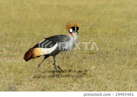 Grey crowned crane 29491481