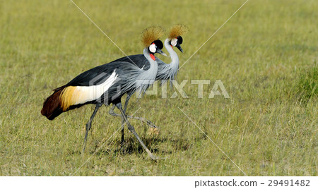 Crowned crane Crowned crane 29491482