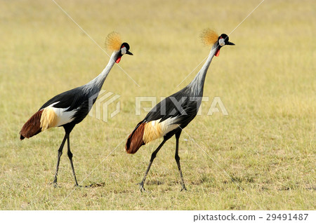 Crowned crane Crowned crane 29491487