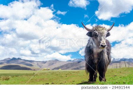 Yak in the grassland of China 29491544