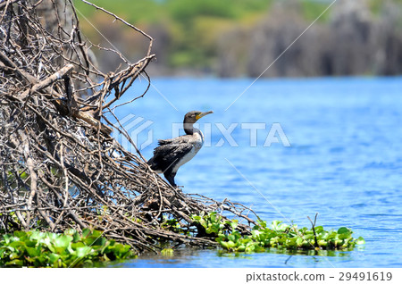 Cormorant 29491619