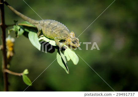 Chameleon 29491737