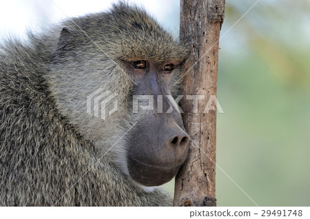 Olive baboon in Masai Mara National Park of Kenya 29491748