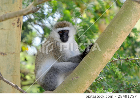 Vervet monkey 29491757