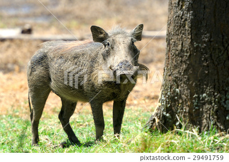 Warthog Warthog 29491759