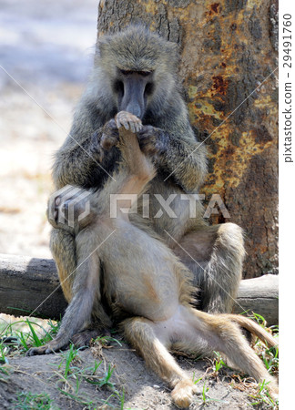 Olive baboon 29491760
