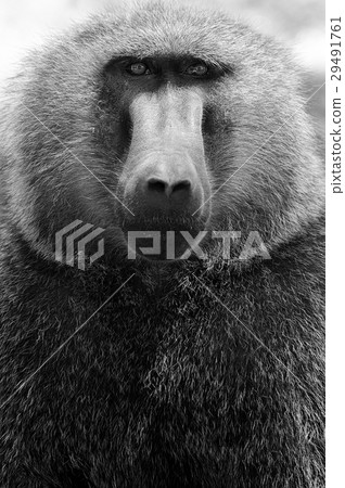 Olive baboon 29491761