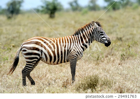 Zebra Zebra 29491763