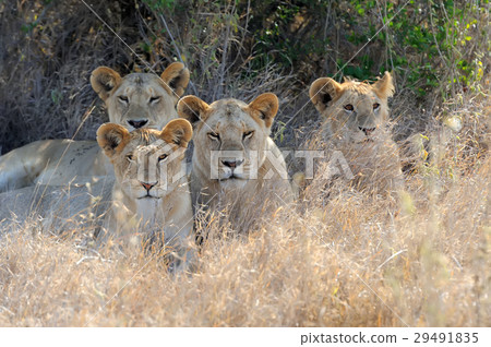 Close lion in National park of Kenya 29491835