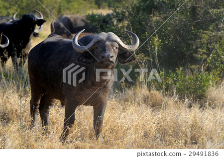 Wild African buffalo bull 29491836