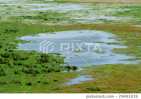 Summer landscape 29491839