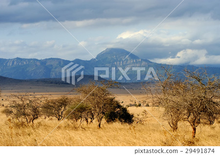 Landscape in Tsavo National Park, Kenya 29491874