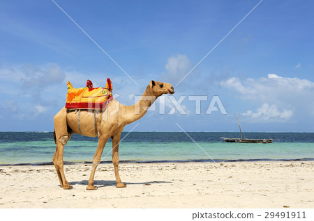 Camel on a beach coast 29491911