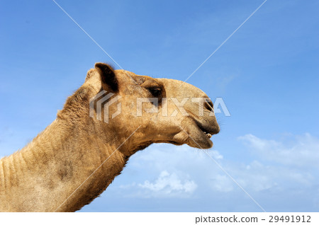 Camel head 29491912