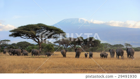 Elephant Elephant 29491930