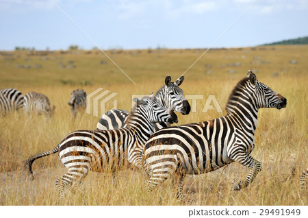 Zebra 29491949