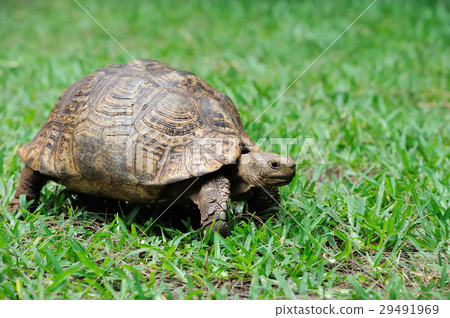 Turtle in grass 29491969