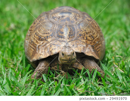 照片素材(圖片): turtle in grass