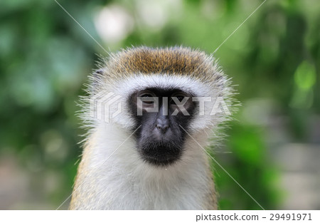 Vervet Monkey, National park of Kenya Vervet Monkey, National park of Kenya 29491971