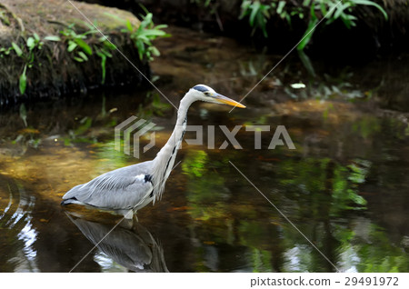 Heron Heron 29491972