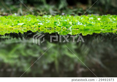 Waterlily on the lake Waterlily on the lake 29491973