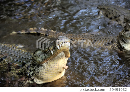 Crocodile in water. Kenya, Afrca 29491982