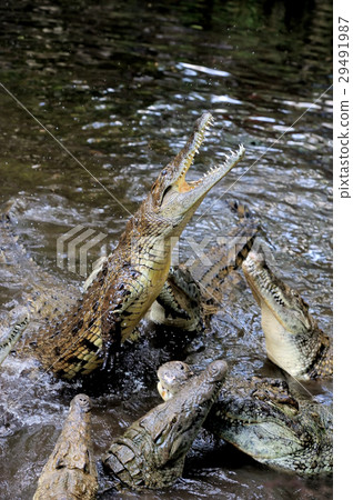 Crocodile in water. Kenya, Afrca Crocodile in water. Kenya, Afrca 29491987