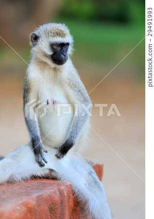 Close-up vervet monkey 29491993