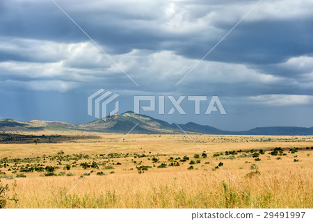 Savannah landscape in the National park of Kenya 29491997