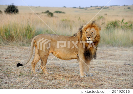 Lion Lion 29492016