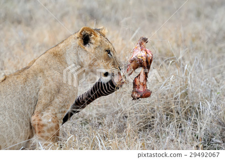 Lion in National park of Kenya 29492067