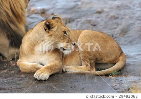 African lion in the National park 29492068