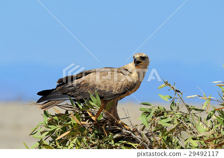 Tawny eagle (Aquila rapax) 29492117