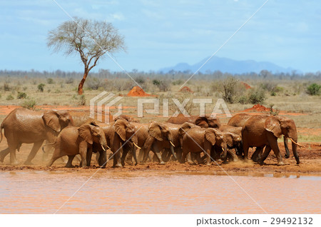 Elephant on savannah in Africa 29492132