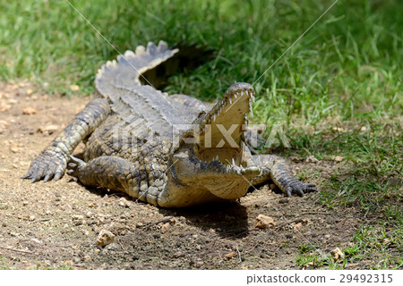 Crocodile in National park of Kenya, Africa Crocodile in National park of Kenya, Africa 29492315