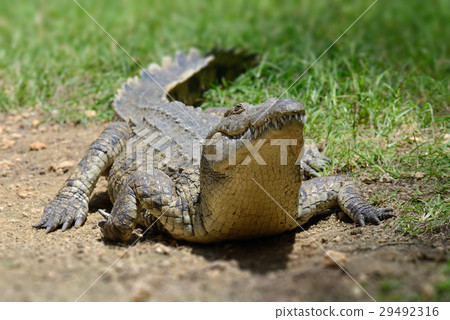 Crocodile on river coast 29492316