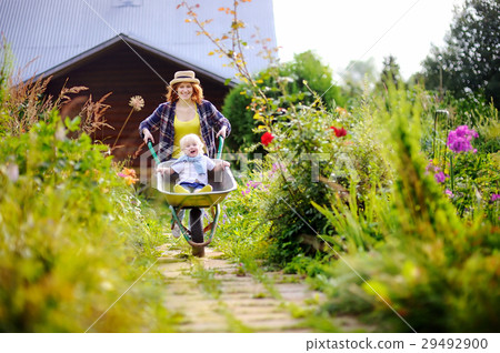 Toddler boy having fun in a wheelbarrow pushing by mum in domestic garden 29492900