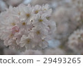 Cherry Blossoms   29493265