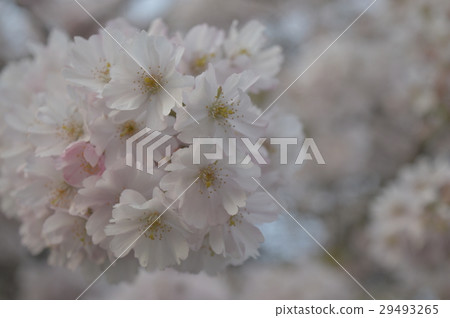 櫻花 櫻花 29493265