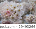 Cherry Blossoms   29493266