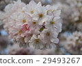 Cherry Blossoms   29493267