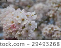 Cherry Blossoms   29493268