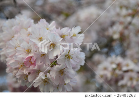 櫻花 櫻花 29493268