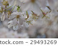 Cherry Blossoms   29493269
