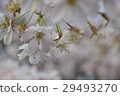 Cherry Blossoms   29493270