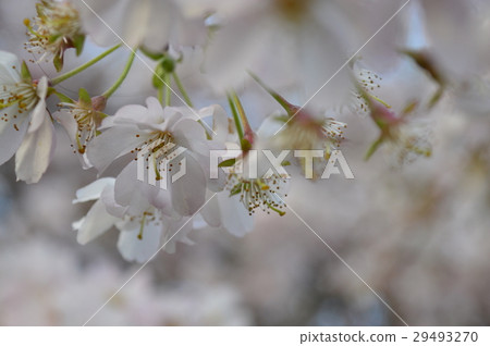 櫻花 29493270