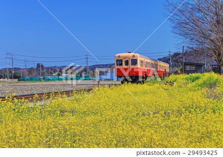 小湊鐵路和油菜花 小湊鐵路和油菜花 29493425