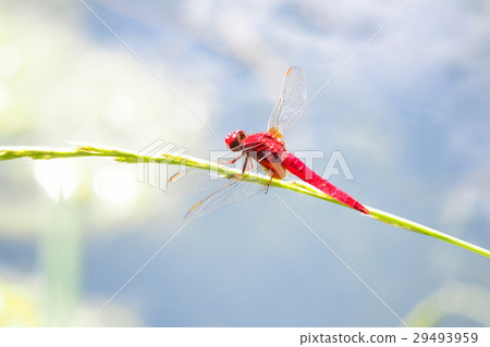 Shoujo dragonfly (male) 29493959