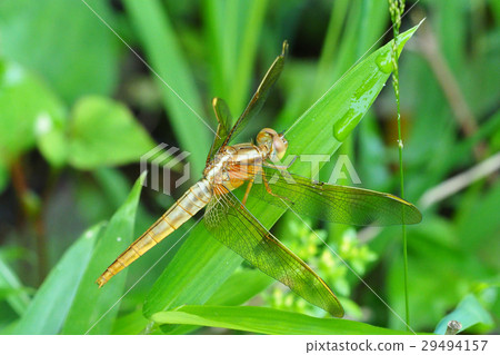 Female dragonfly (after female emesis) 29494157