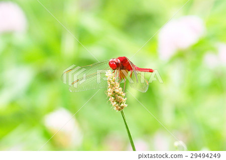 Shoujo dragonfly (male) 29494249